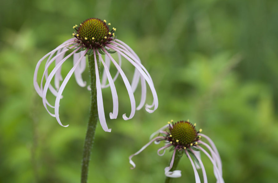 Cellulite: prova l’echinacea pallida, sgonfiante e snellente