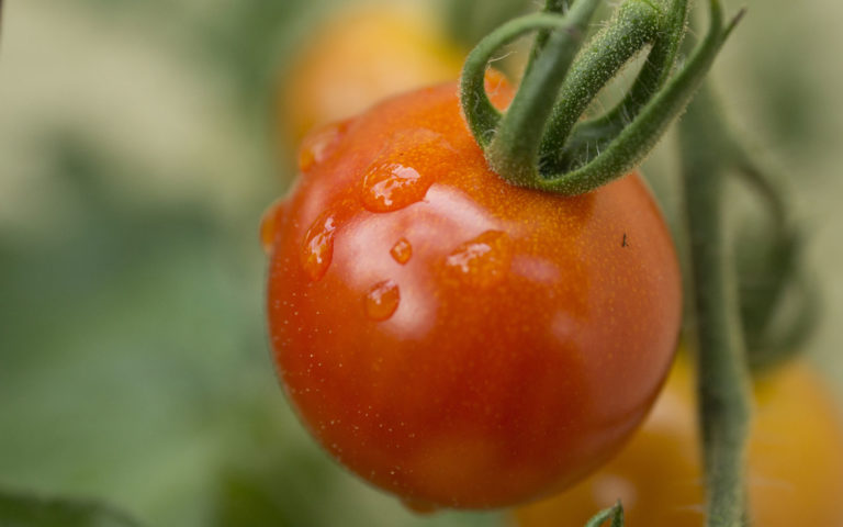 pomodoro pomodoro