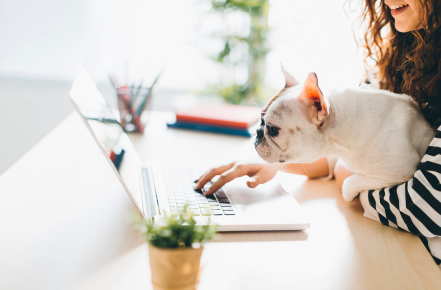 Cani in ufficio: quali vantaggi?