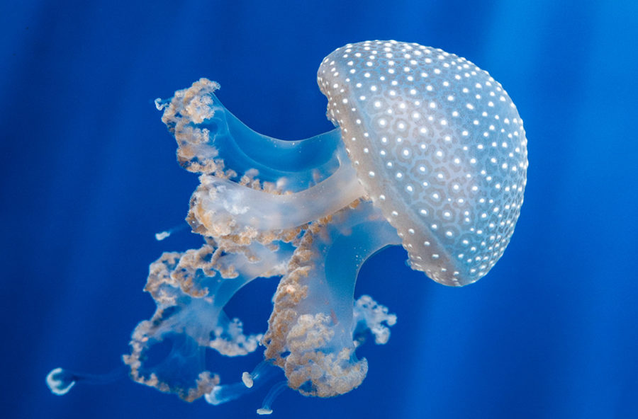 Un tuffo in mare ma attenti alle meduse