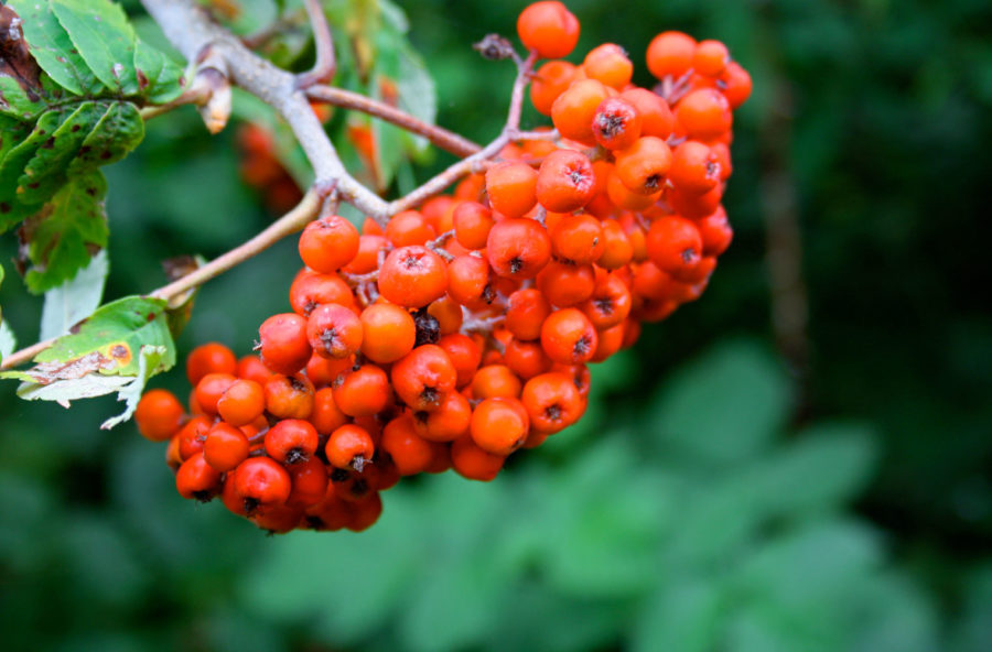 Gambe leggere con il gemmoderivato di sorbo