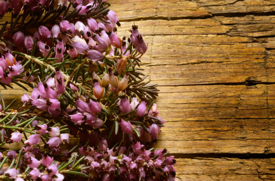 Heather, il Fiore di Bach contro la fame nervosa