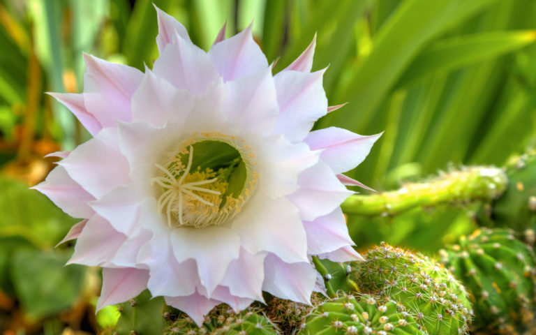 cactusgrandiflora