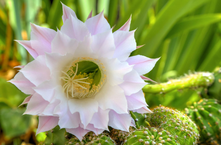 Disturbi del ciclo: via il dolore con il Cactus Grandiflora