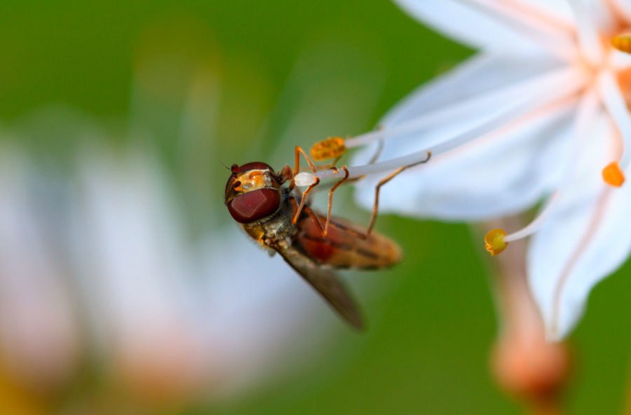 Colon irritabile: trattalo con dolcezza con il miele di asfodelo