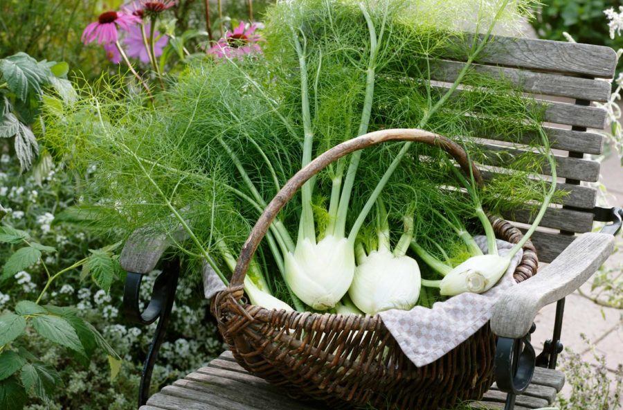 Ciclo irregolare: la soluzione arriva dall’orto