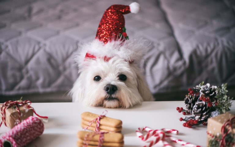 cucciolo natale cucciolo natale