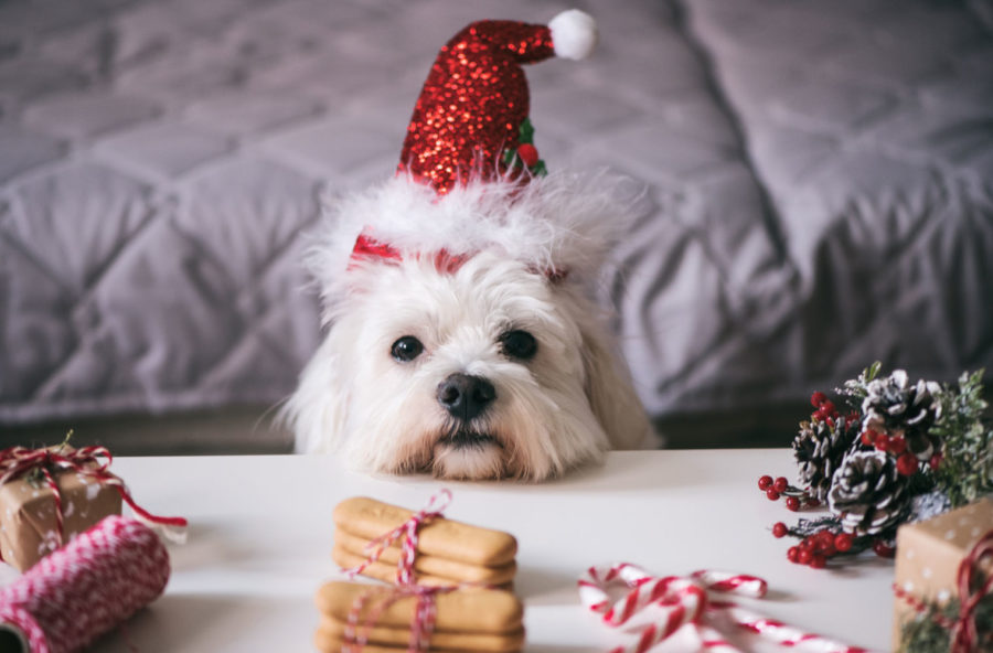 Un cucciolo per Natale? 10 regole per non sbagliare Un cucciolo per Natale? 10 regole per non sbagliare