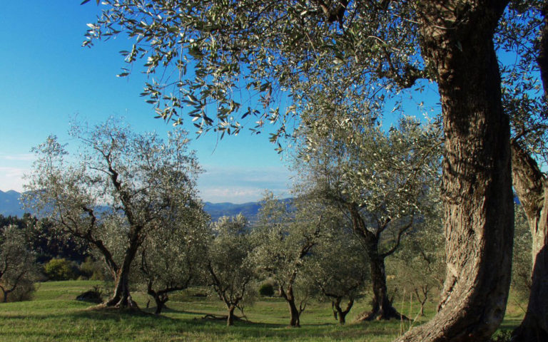 olio Sagra publi