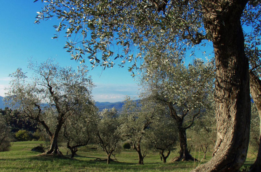 Olio extravergine d’oliva, bassa acidità = alta qualità