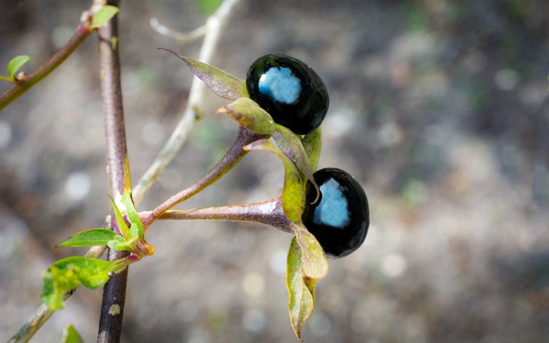 belladonna belladonna