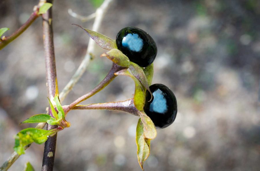 Belladonna omeopatica per calmare la tosse