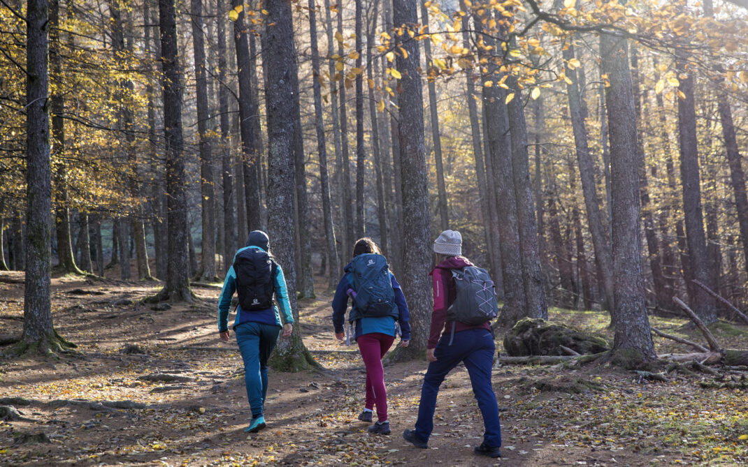 Forest Bathing Forest bathing