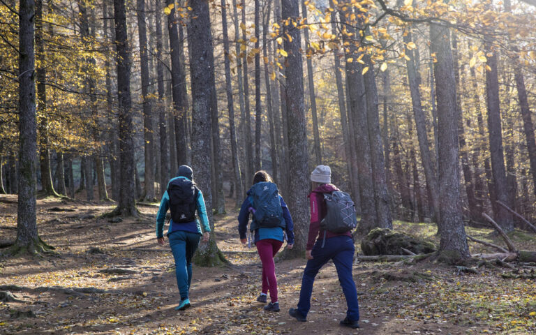 Forest Bathing Forest Bathing