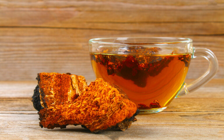 chaga-fungo chaga-fungo