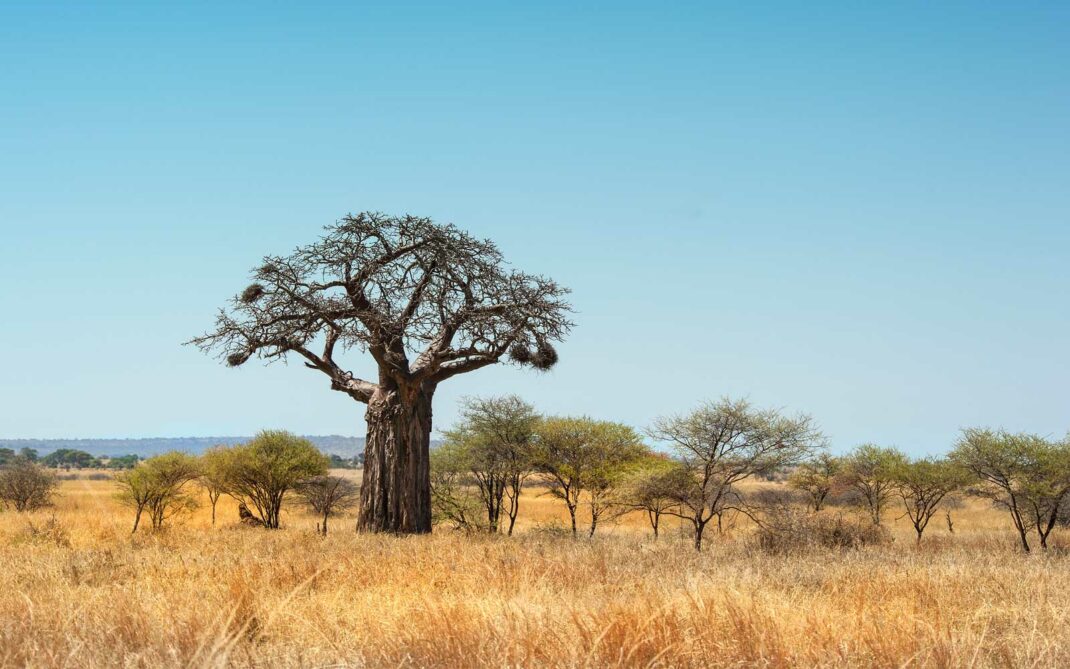 baobab baobab