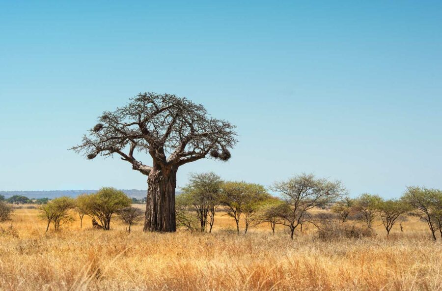 Baobab, scopri i benefici dell’albero della vita Baobab, scopri i benefici dell’albero della vita