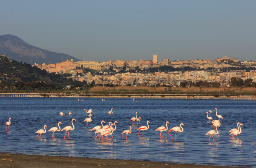 Animal watching: tour nei parchi nazionali italiani più belli
