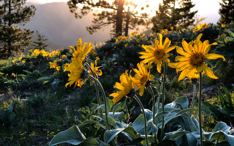 arnica arnica
