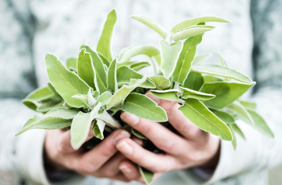 Cellulite e gonfiori: curali con la salvia