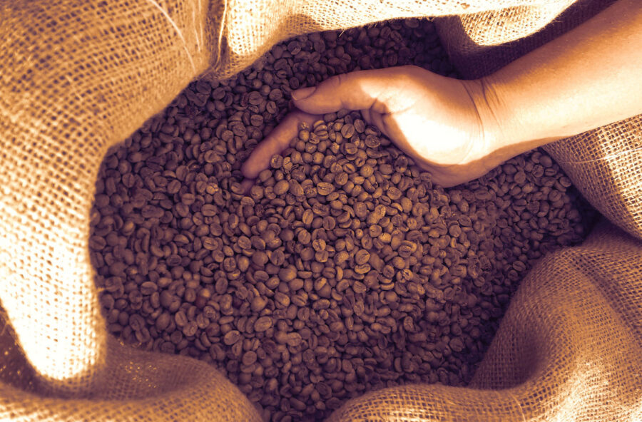 Caffè: per colpa dei cambiamenti climatici rischia di sparire