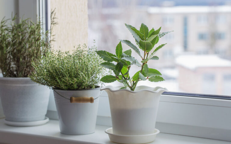 piante al gelo piante al gelo