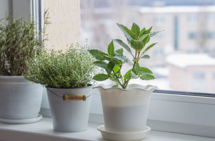 Freddo: proteggi così le piante di casa