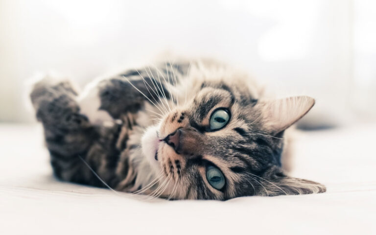 gatto falsi miti da sfatare gatto falsi miti da sfatare