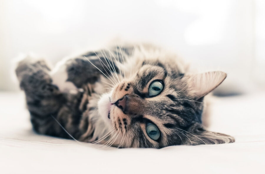 Festa Nazionale del Gatto, 7 falsi miti da sfatare