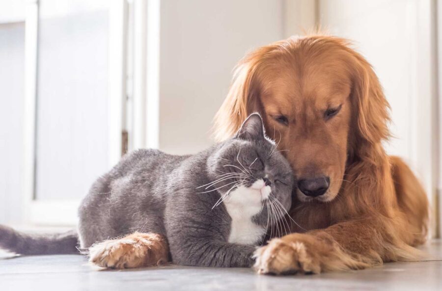 Coronavirus, come comportarsi con cane e gatto