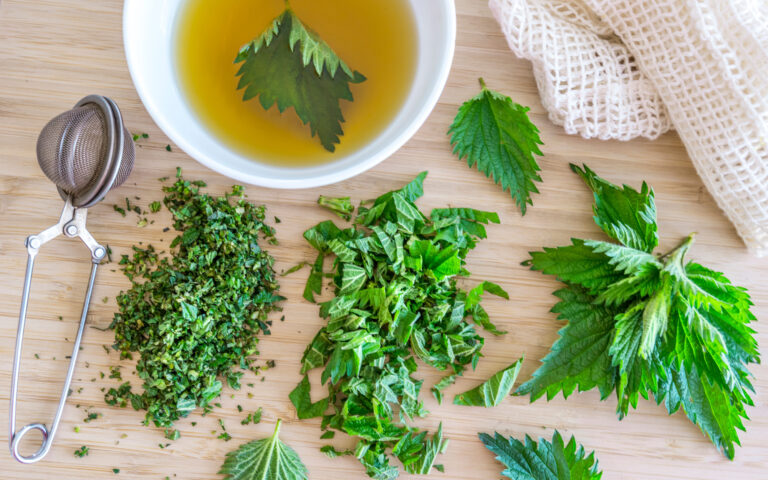 Tea infusion of Urtica dioica, (common nettle, stinging nettle or just a stinger); Shutterstock ID 1367690603; Pubblicazione: sld online Tea infusion of Urtica dioica, (common nettle, stinging nettle or just a stinger); Shutterstock ID 1367690603; Pubblicazione: sld online