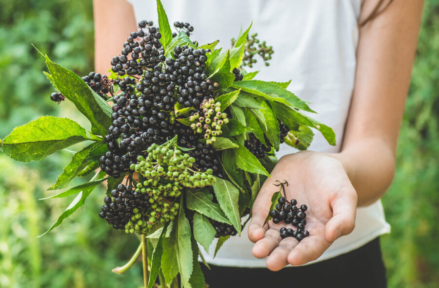 Sistema immunitario: come alzare le difese