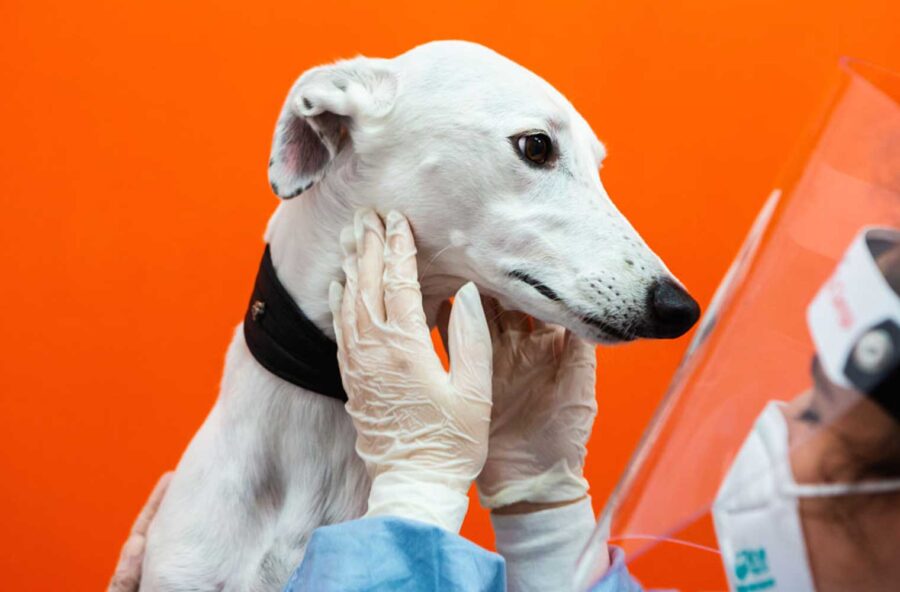 Vacanze con i pet nell’estate del Coronavirus