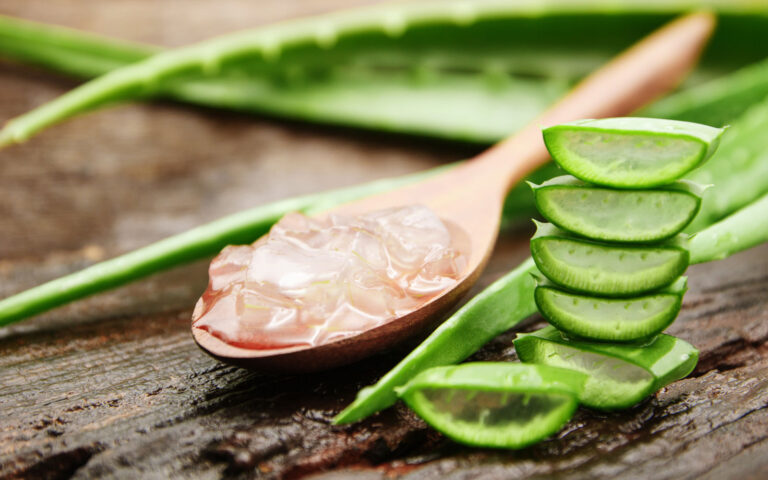 aloe aloe