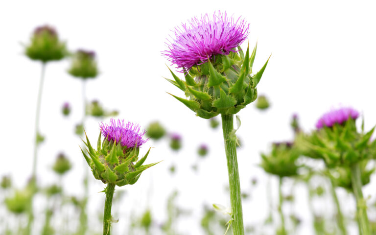 Silybum marianum (Milk Thistle) , Medical plants. Silybum marianum (Milk Thistle) , Medical plants.