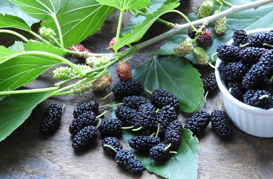 More per rigenerare la pelle dopo l’estate e combattere le infiammazioni