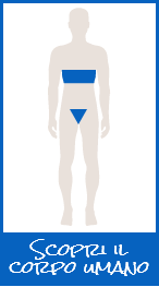 Apparato genitale e seno