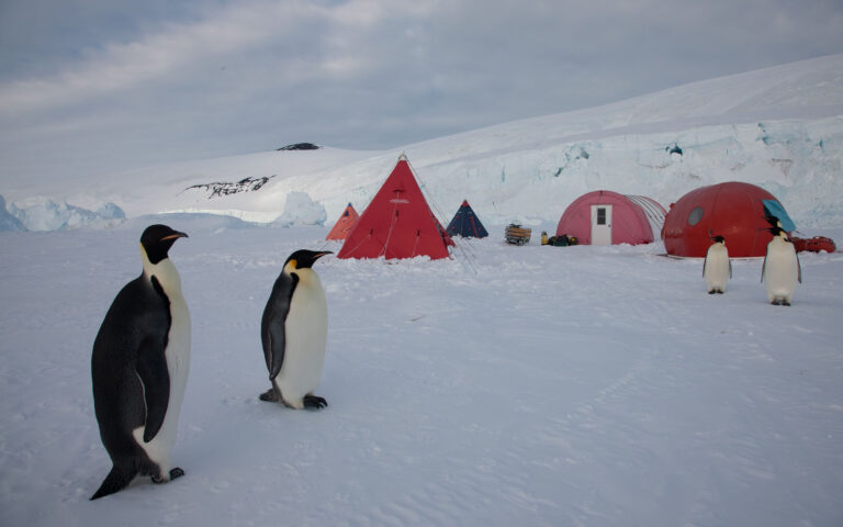 Emperor penguins