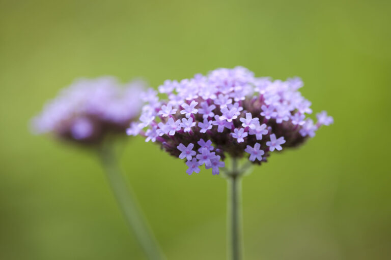 Tall Verbena, against a deep lawn. Second flower head behind, out of focus. Tall Verbena, against a deep lawn. Second flower head behind, out of focus.