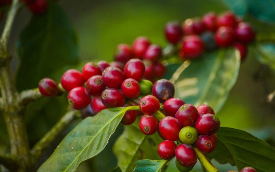caffè verde caffè verde