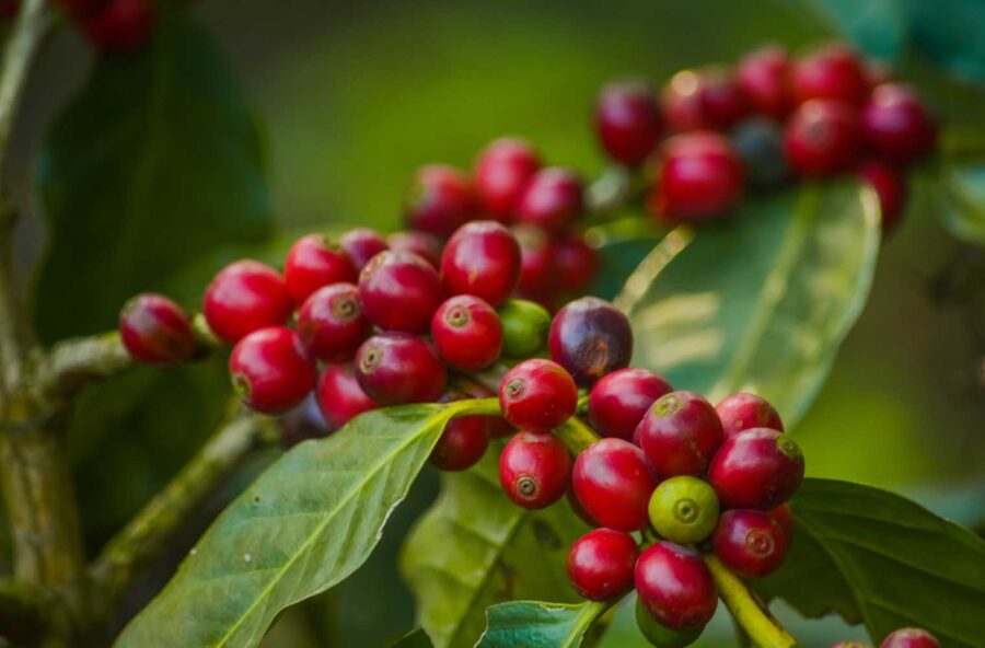 Caff&egrave; verde: 8 motivi per sceglierlo