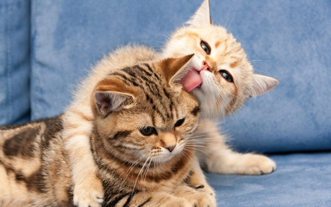 giornata del gatto giornata del gatto