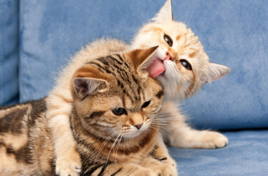 Festa del gatto: scopri come fartelo amico