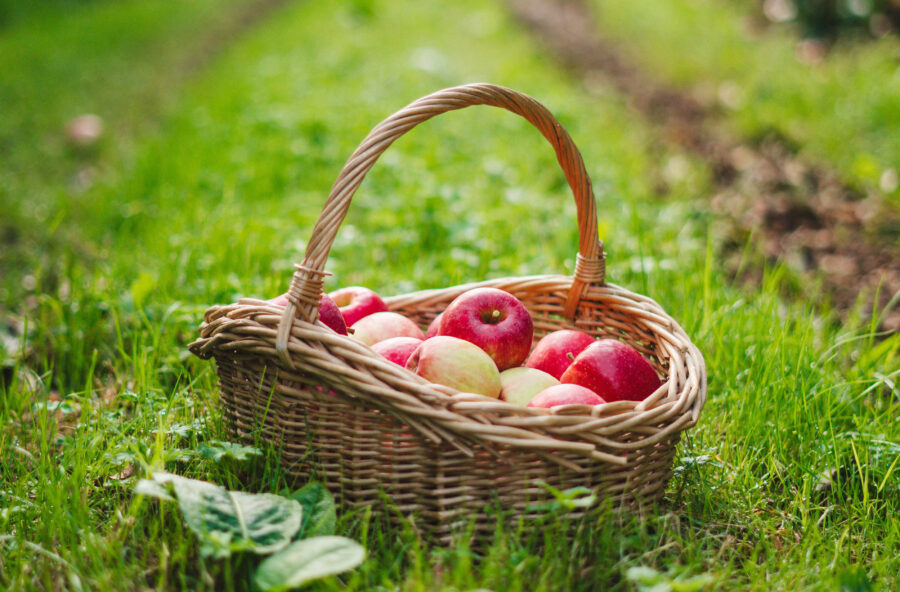 Per fare un frutto… adotta un albero!