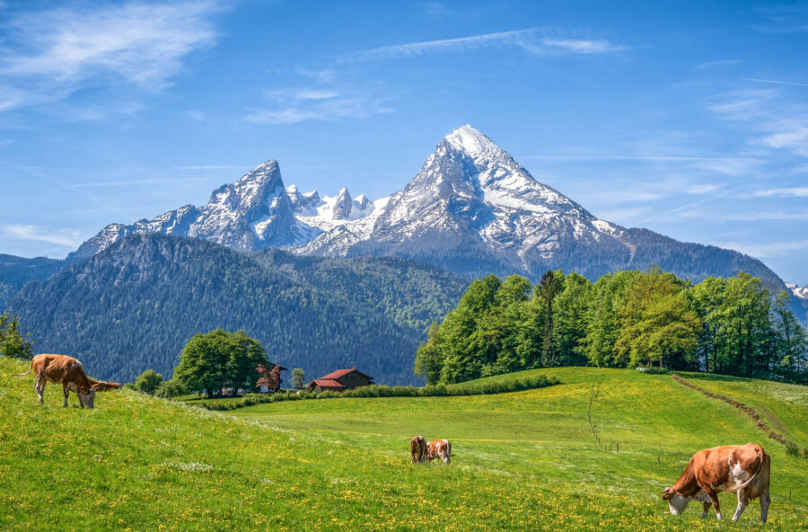 Latte fieno: ricco, genuino, buono anche per l’ambiente