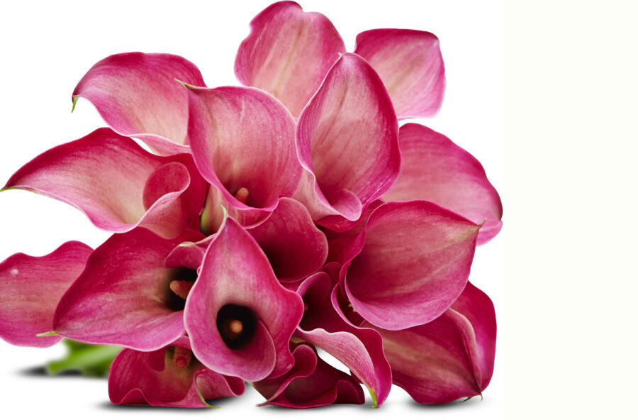 Festa della mamma: un regalo colorato che aiuta anche chi è più fragile