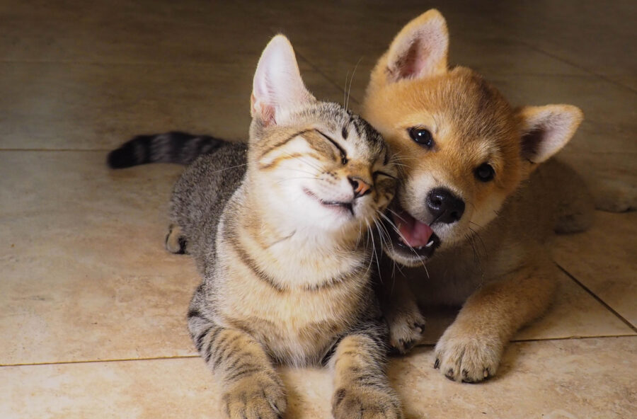 5 falsi miti su cani e gatti