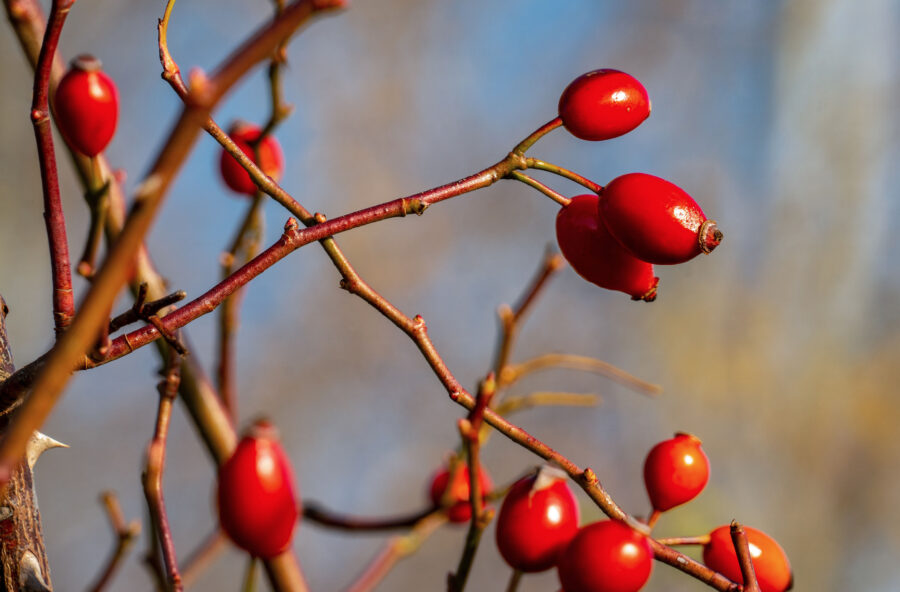 Rosa canina: alza le difese