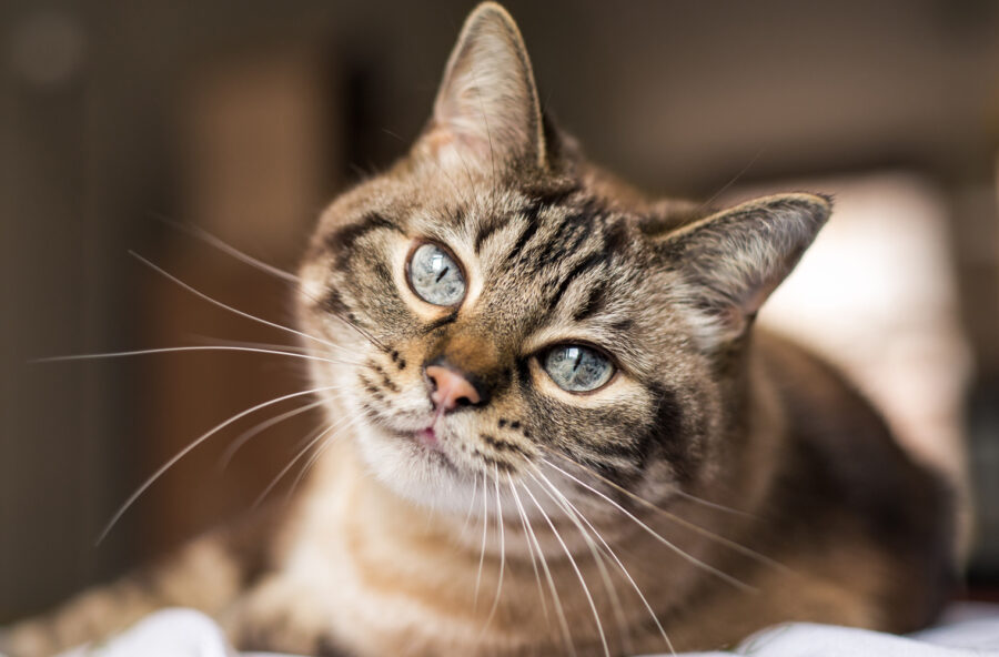 Giornata del gatto, stop alle false credenze