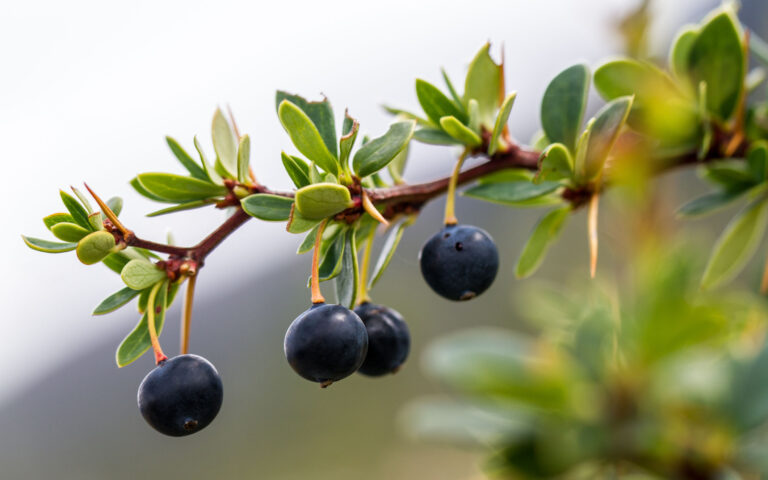 some calafate berries in Patagonia, a little acid but very tasty and refreshing! some calafate berries in Patagonia, a little acid but very tasty and refreshing!